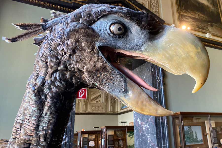 Know about 5 extinct creatures that are scarier than dinosaur