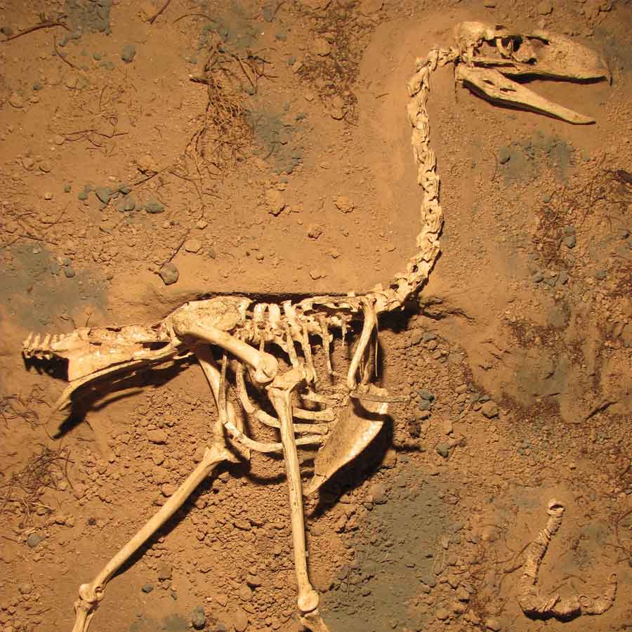 Know about 5 extinct creatures that are scarier than dinosaur