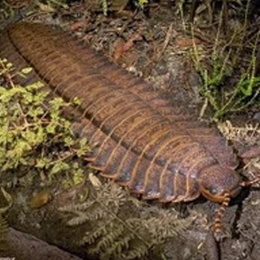 Know about 5 extinct creatures that are scarier than dinosaur
