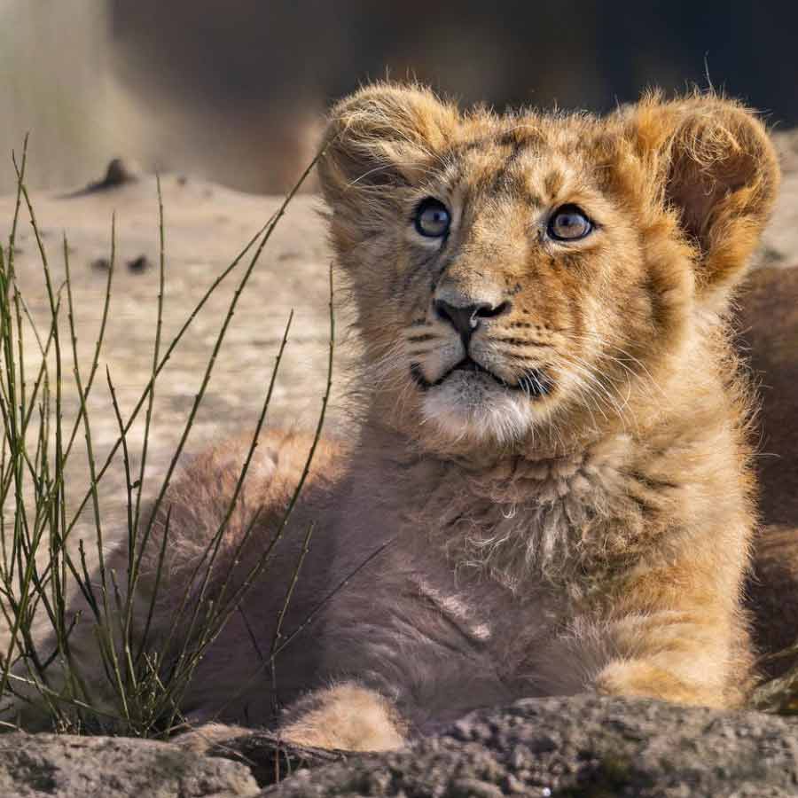 রাজা: সিংহশাবকের সৌন্দর্য।