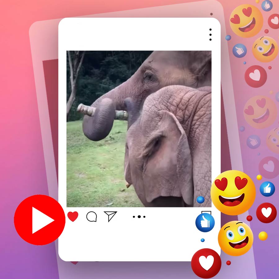 Video of mother elephant sharing sugarcane with its kid dgtl