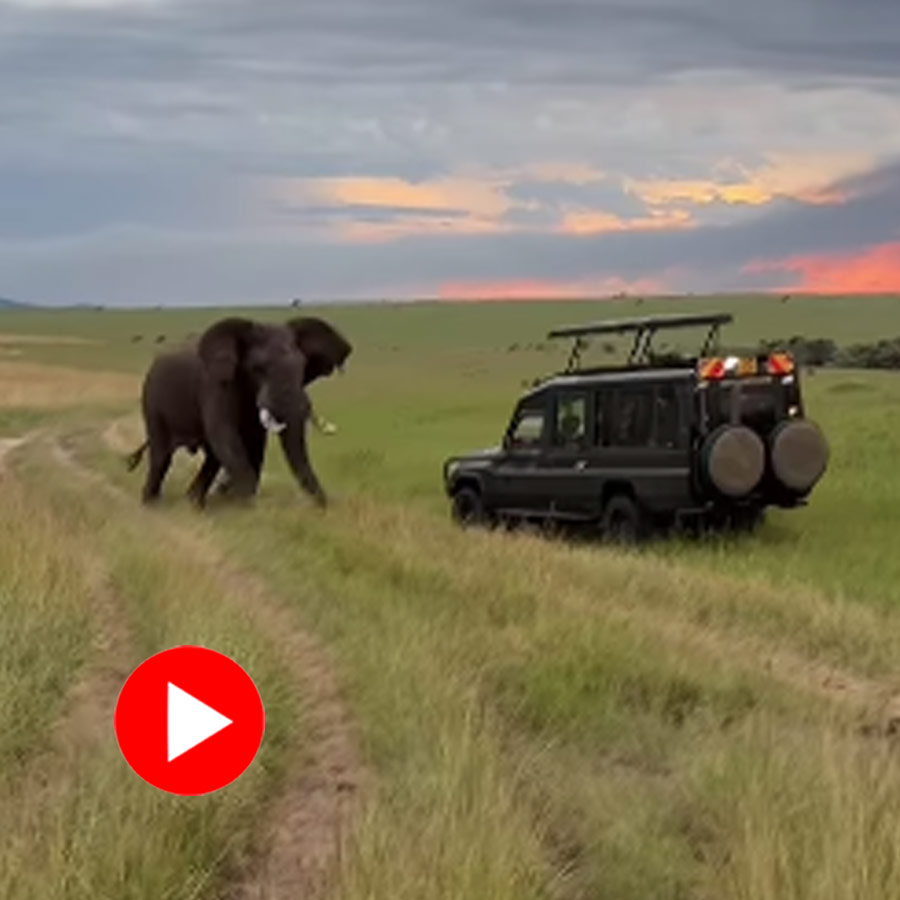 Video of elephant chasing safari vehicle dgtl
