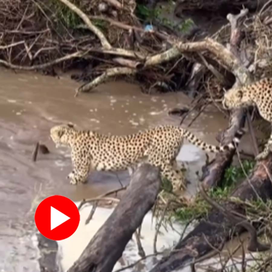 Video of crocodile chasing two cheetahs goes viral dgtl