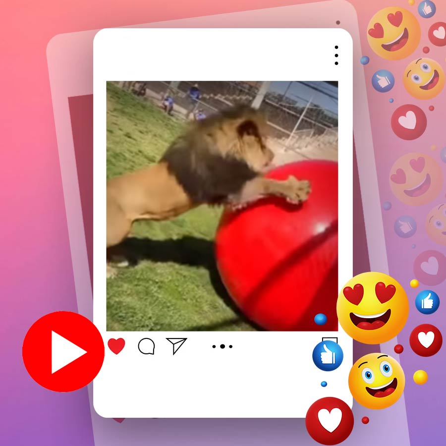 Video of lion playing with huge ball goes viral dgtl