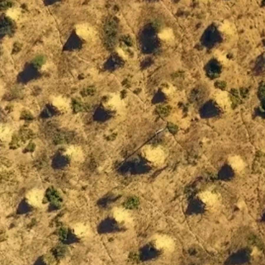 Ancient termite Tunnel in brazil