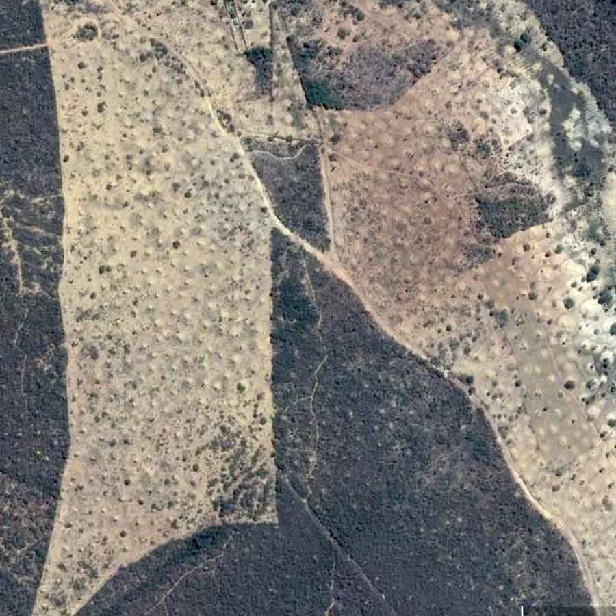 Ancient termite Tunnel in brazil