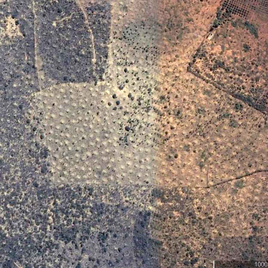 Ancient termite Tunnel in brazil