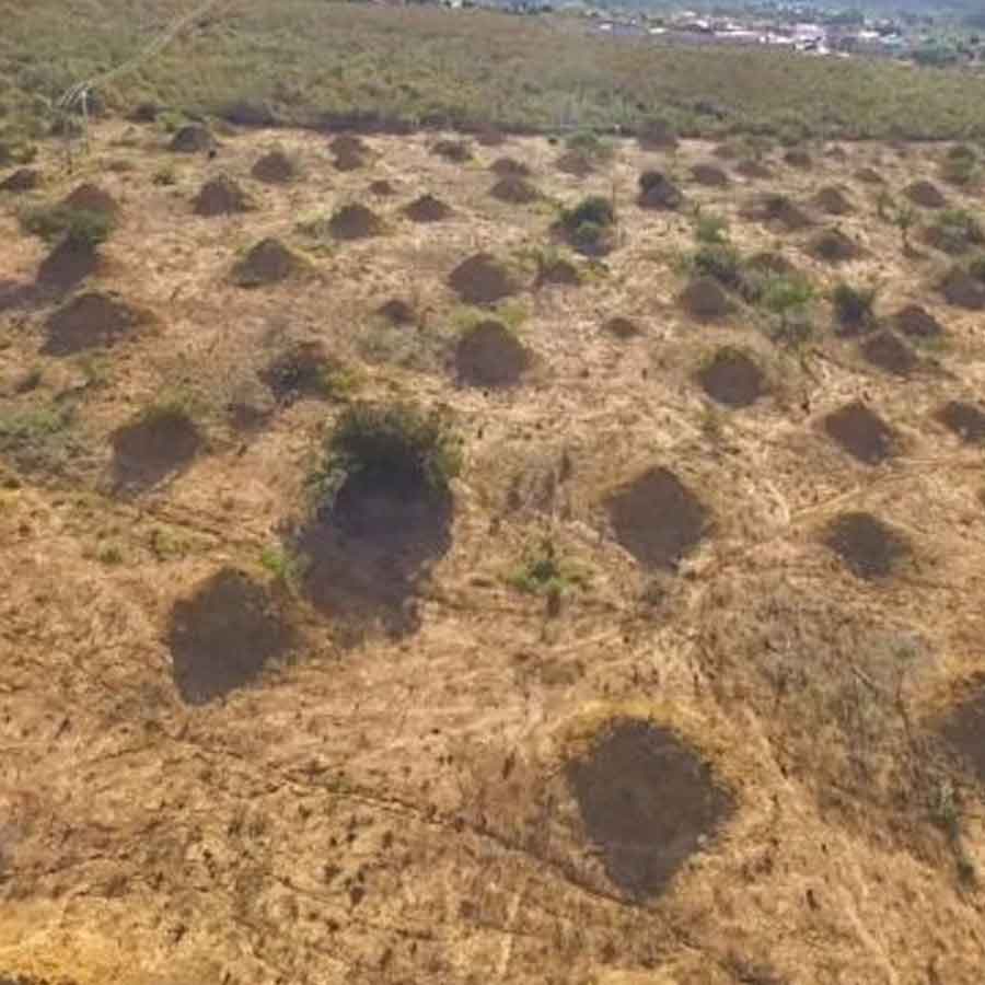 Ancient termite Tunnel in brazil