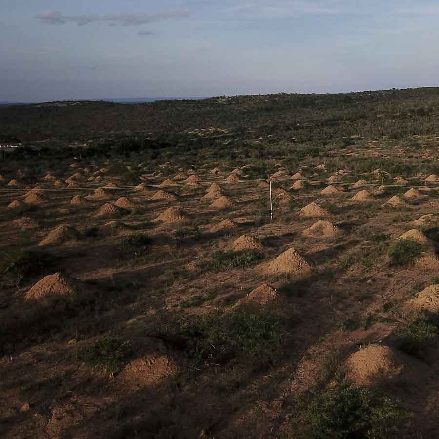 Ancient termite Tunnel in brazil