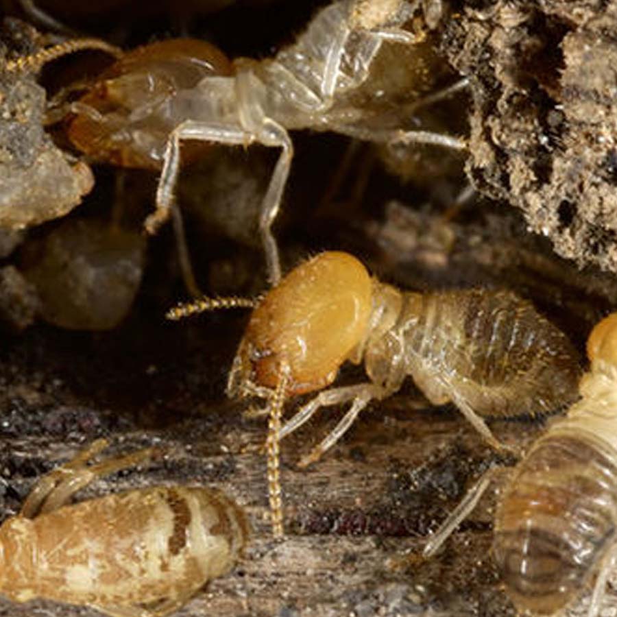 Ancient termite Tunnel in brazil