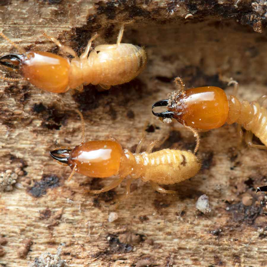 Ancient termite Tunnel in brazil