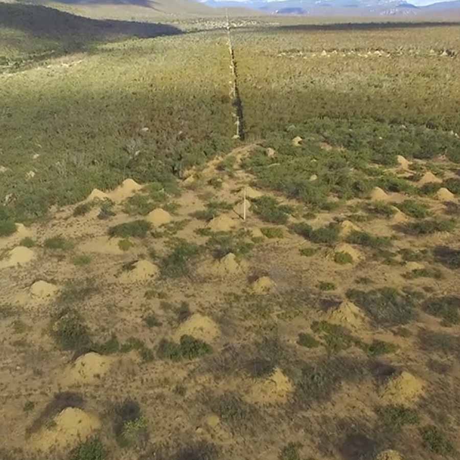 Ancient termite Tunnel in brazil