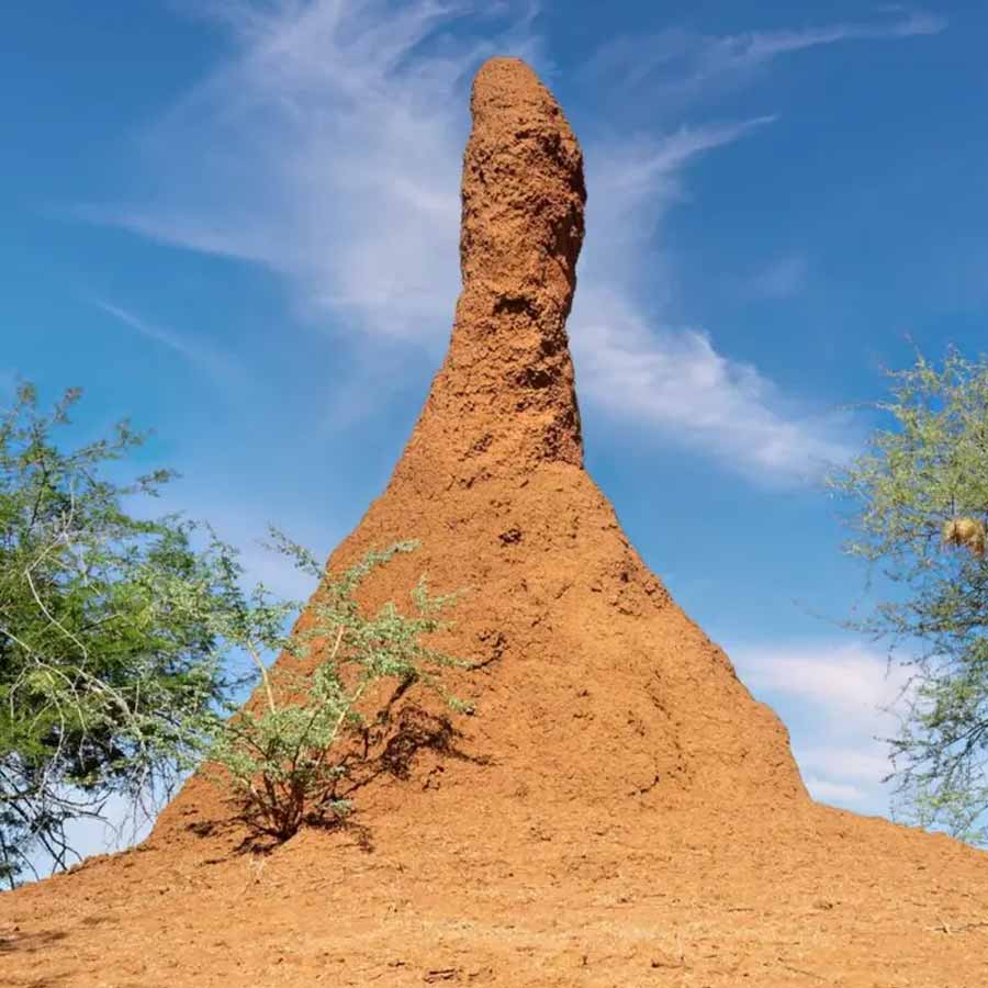 Ancient termite Tunnel in brazil