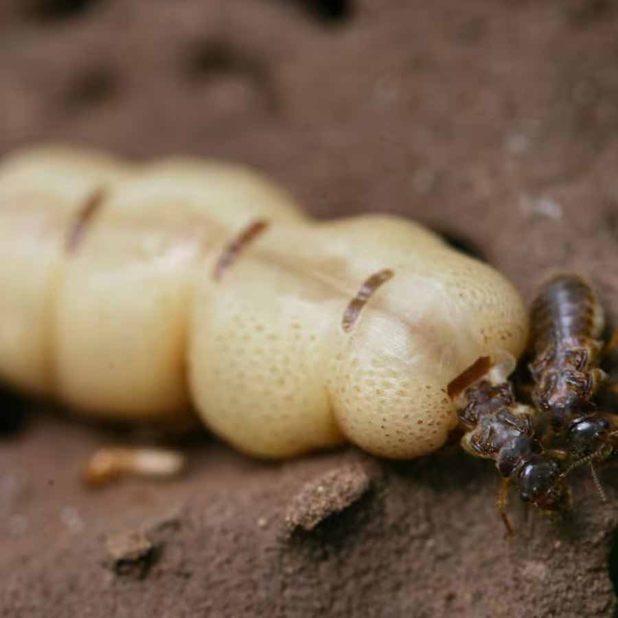 Ancient termite Tunnel in brazil