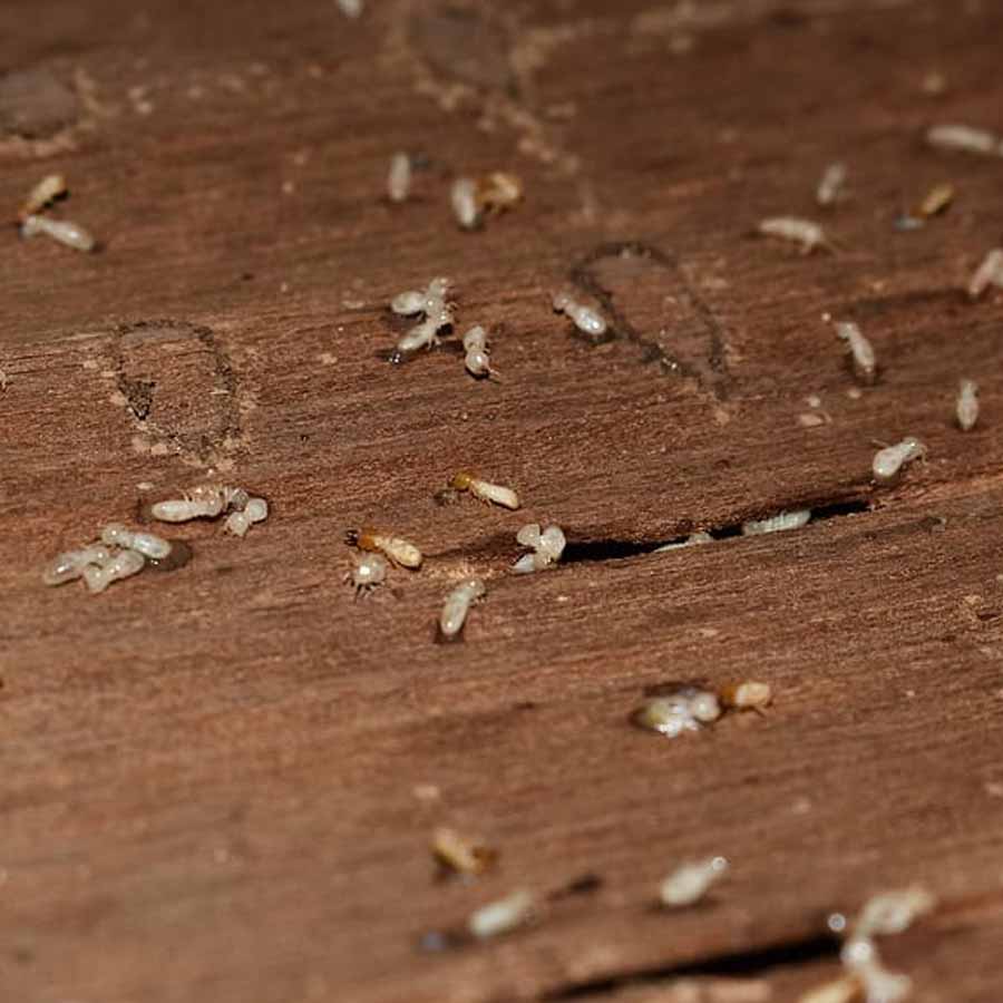 Ancient termite Tunnel in brazil