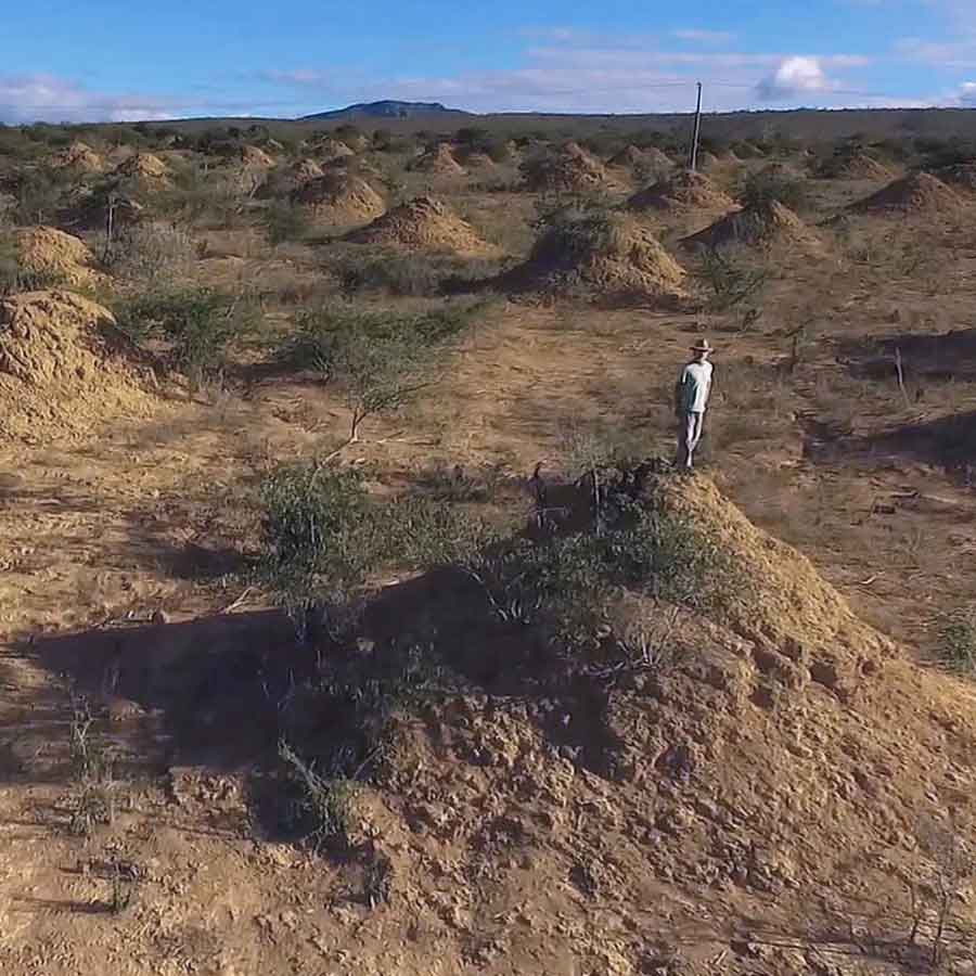 Ancient termite Tunnel in brazil