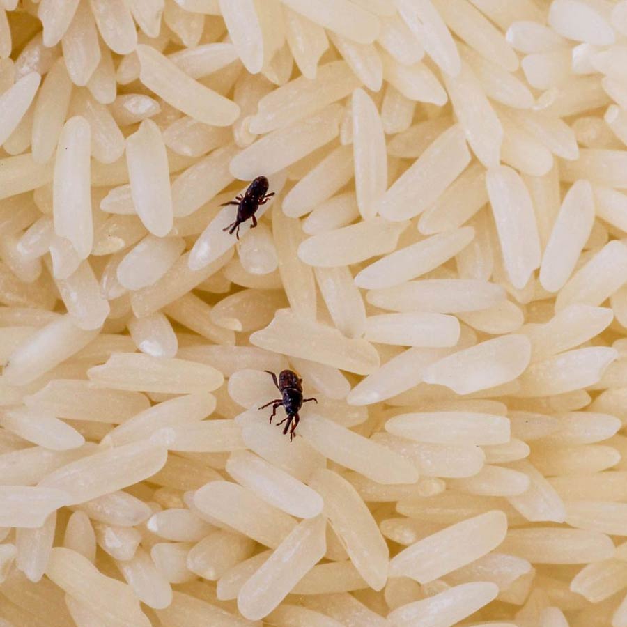 To protect rice from pests follow these 5 home easy tips and tricks