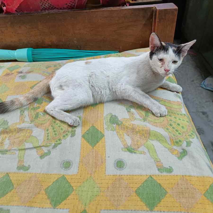 Lost cat found after several days at Sonarpur