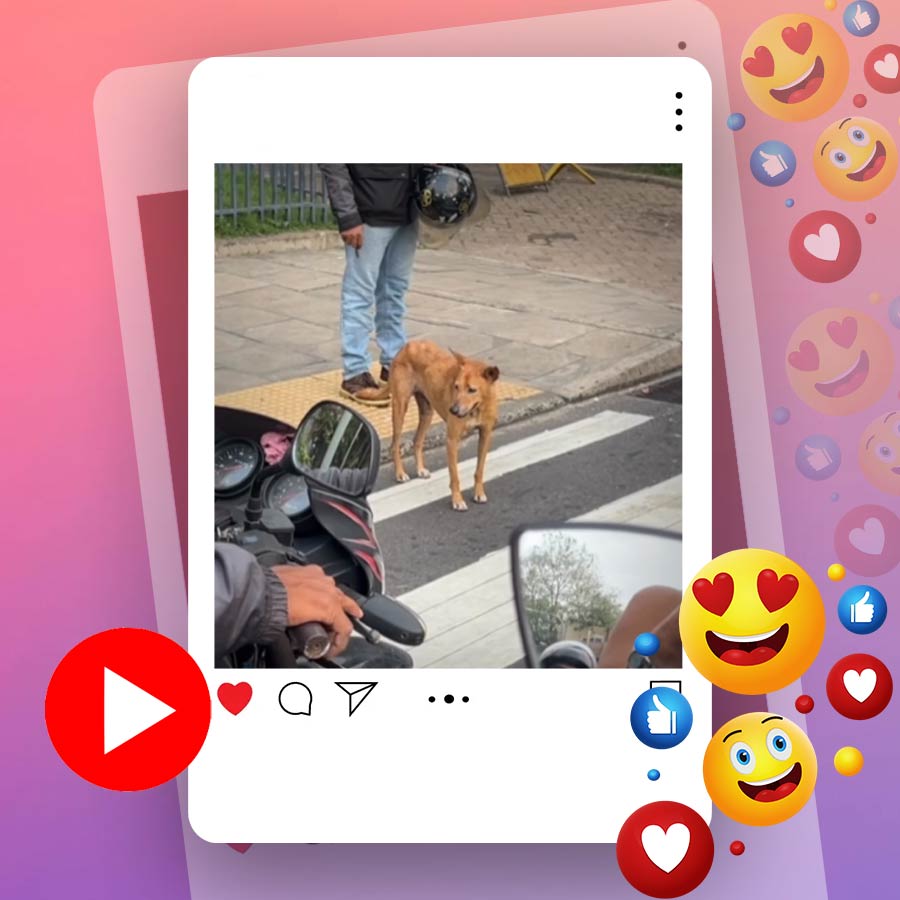 Video of dog crossing road after checking both sides in Sri Lanka dgtl