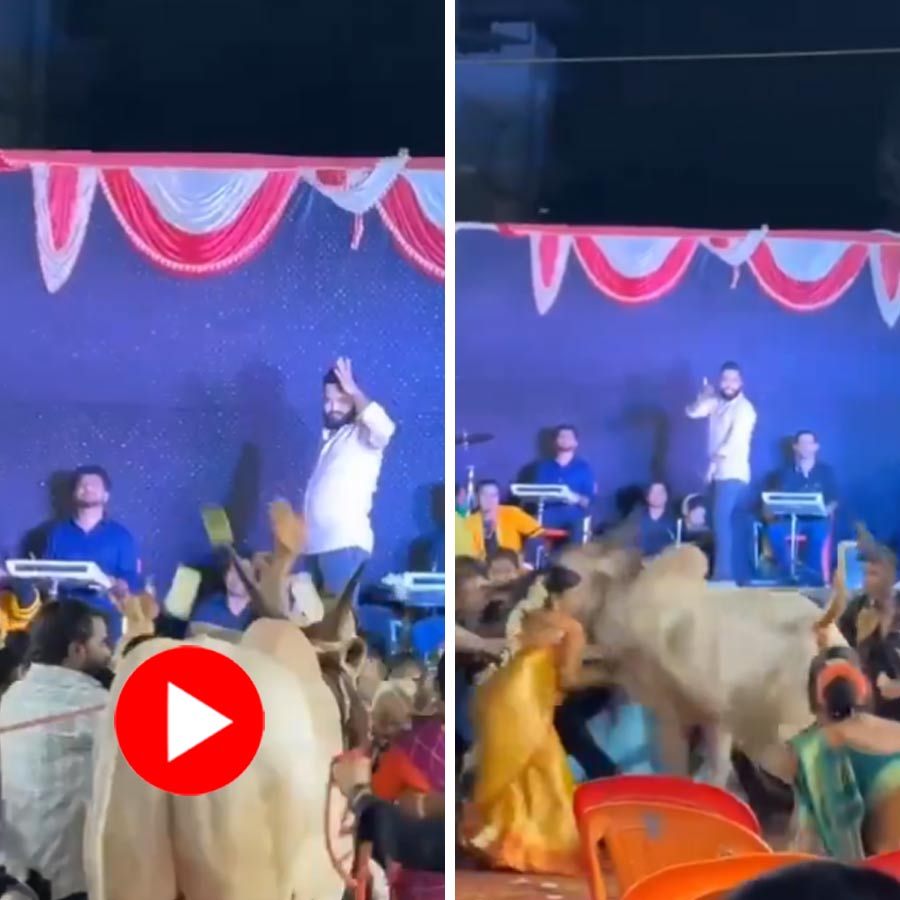 Video of bull running on ceremony ritual in Padale village of Maharashtra goes viral dgtl