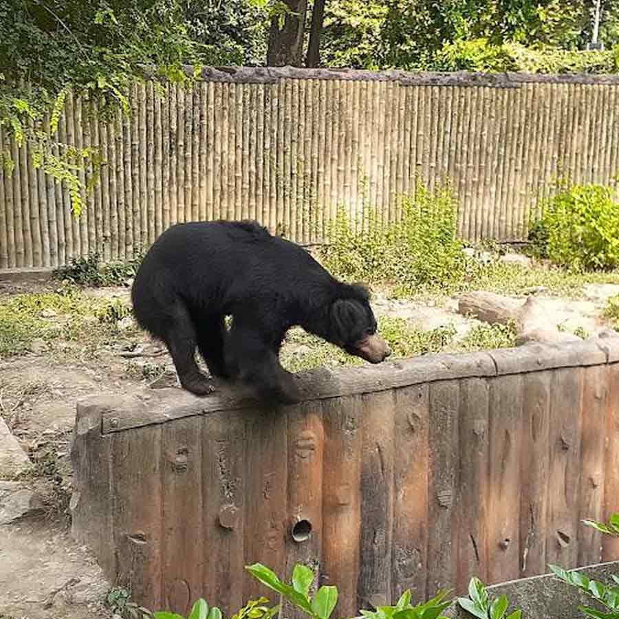 Air cooler installed in bear, kangaroo\\\\\\\'s enclosure at Alipore Zoo to protect them from intense heat
