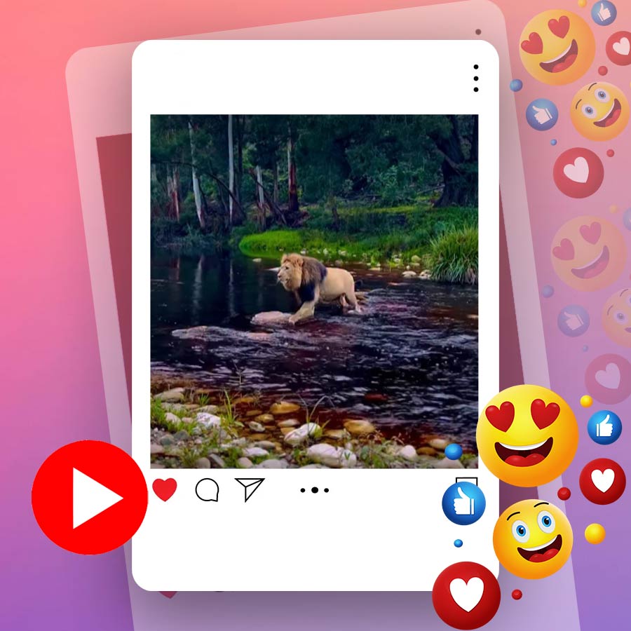 Video of lion crossing river in South Africa dgtl