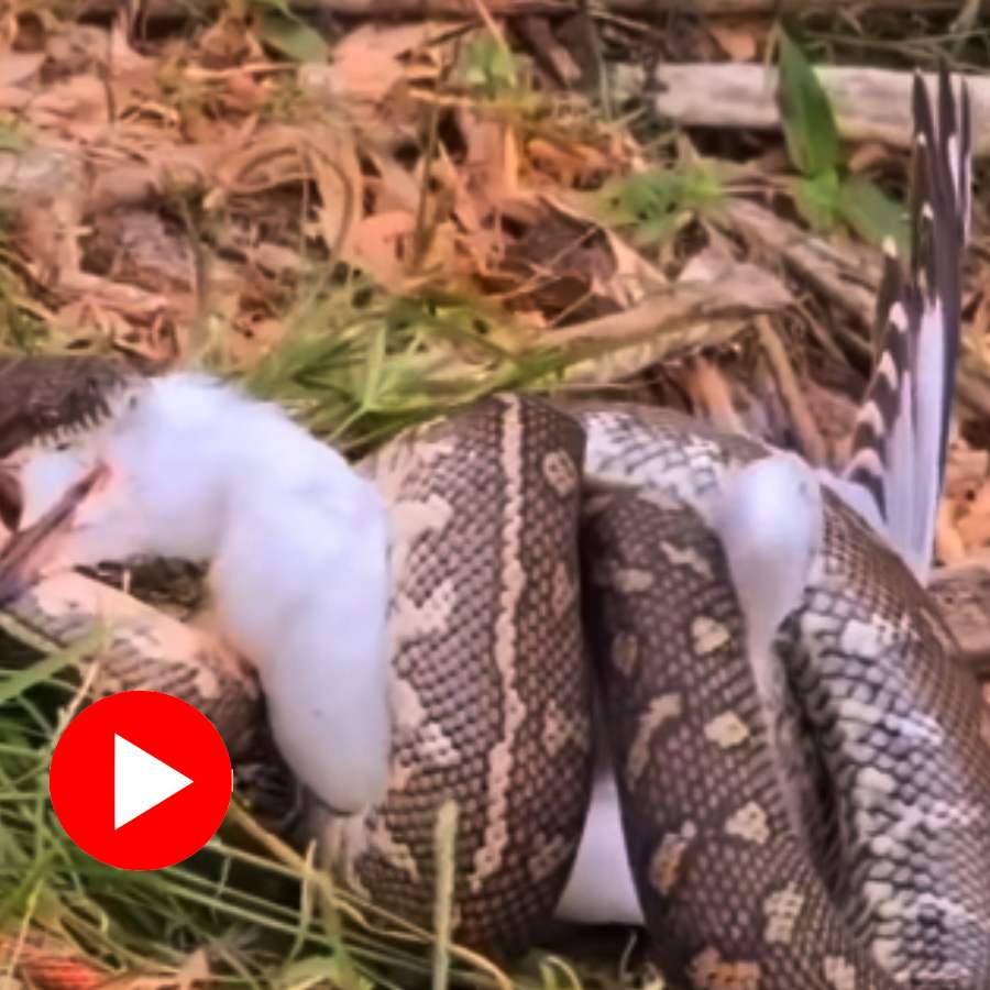 Video of a snake suffocating a seagull to death goes viral dgtl
