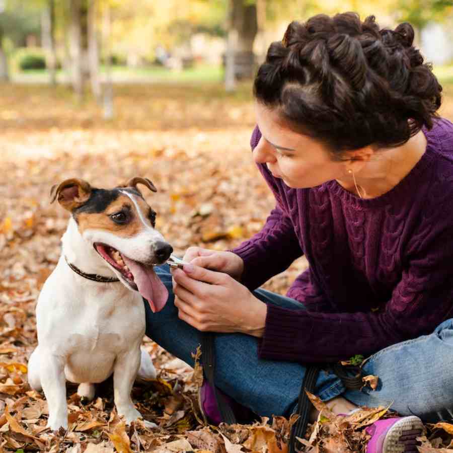 From heat stroke to skin disorders, summer heat can pose serious health risks for pets