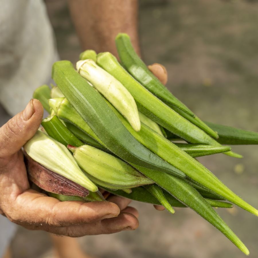 Should You eat Okra or Ladies Finger Daily, what are the positive and negative effects dgtl