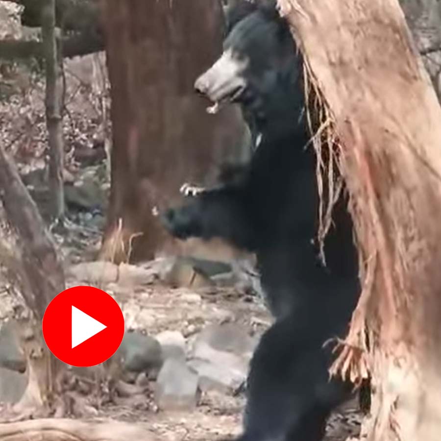 Video of sloth bear scratching its back on tree goes viral dgtl