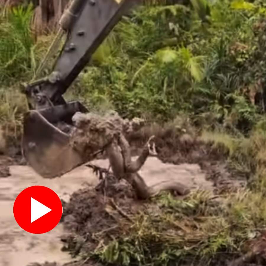 Video of a huge snake lifted by a crane goes viral dgtl