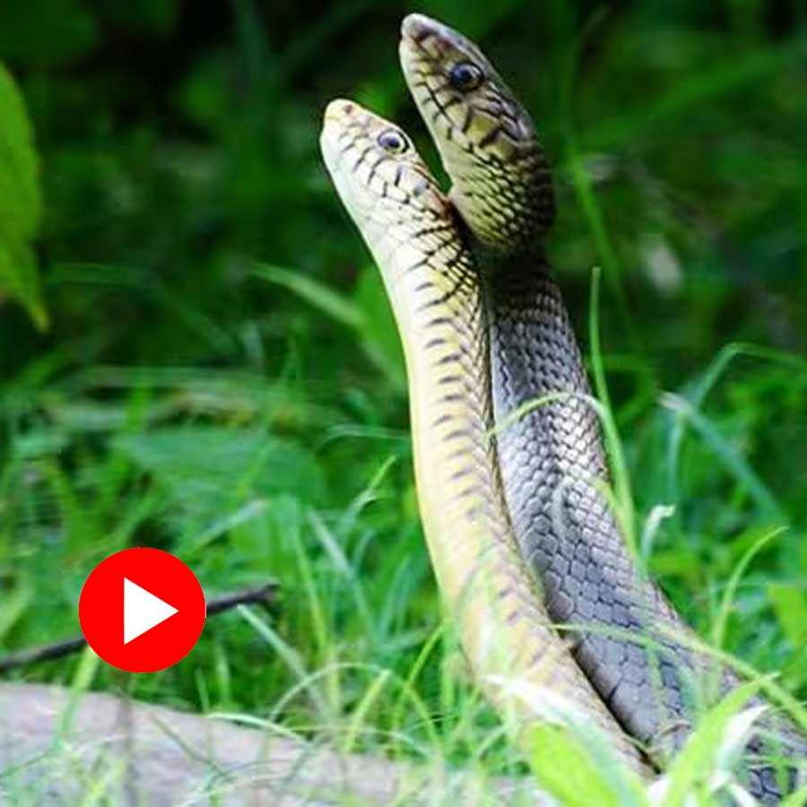 Two snakes coiling each other in the road of Nagpur, video goes viral