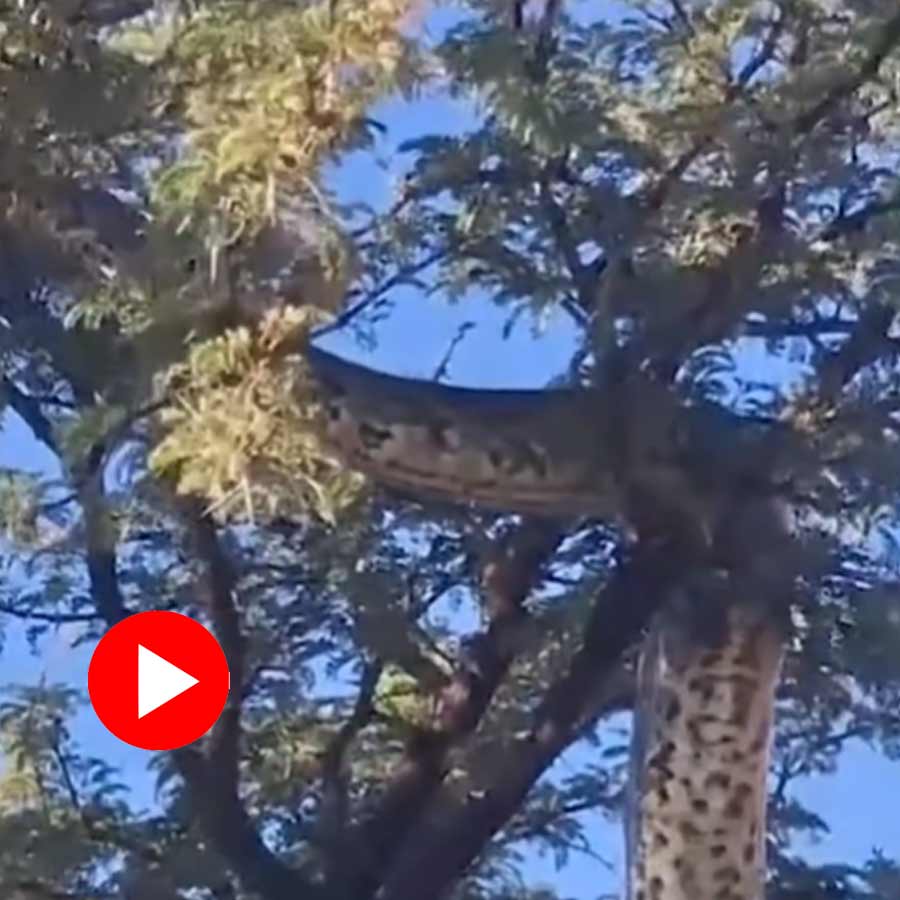 Video shows python climbs up tree goes viral