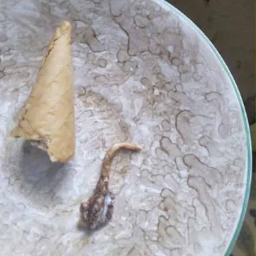 Gujarat woman finds lizard’s tail in ice cream cone, shop sealed, and owner fined 50000 rs dgtl