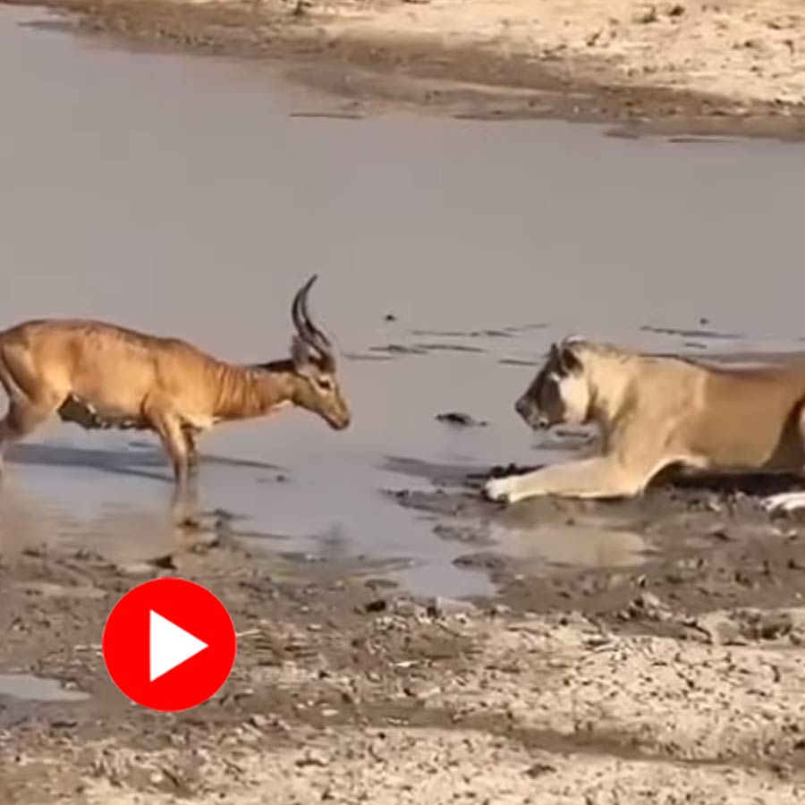Video of a lioness killing a deer goes viral dgtl
