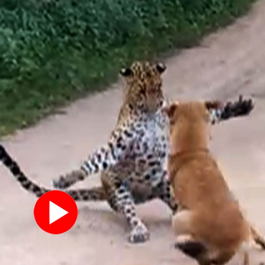 fight between a leopard and a pack