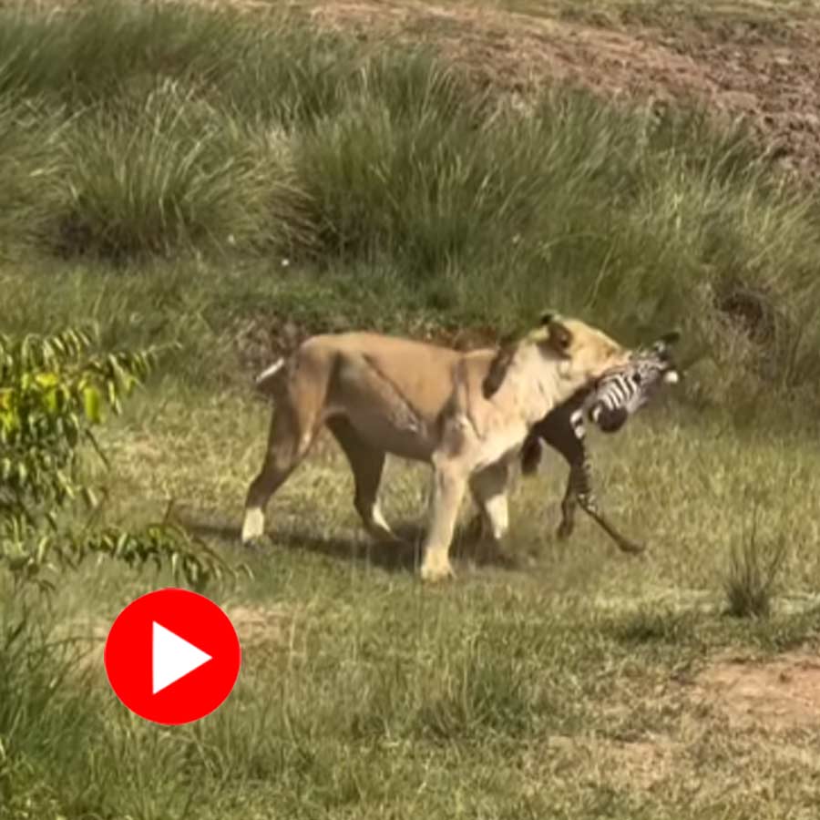 Video of a lion attacking a dazzle of zebra in Tanzania goes viral dgtl