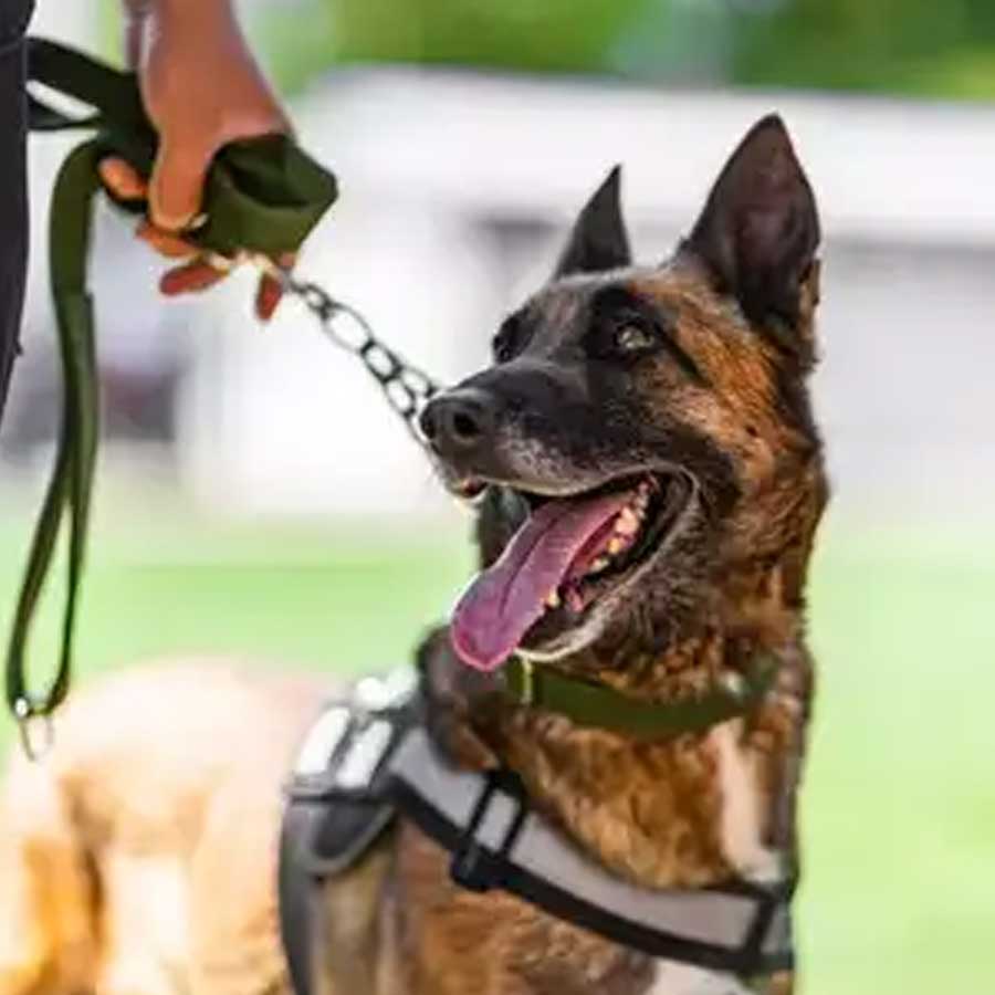 CRPF dog stung by 200 times by bees during an search operation dgtl