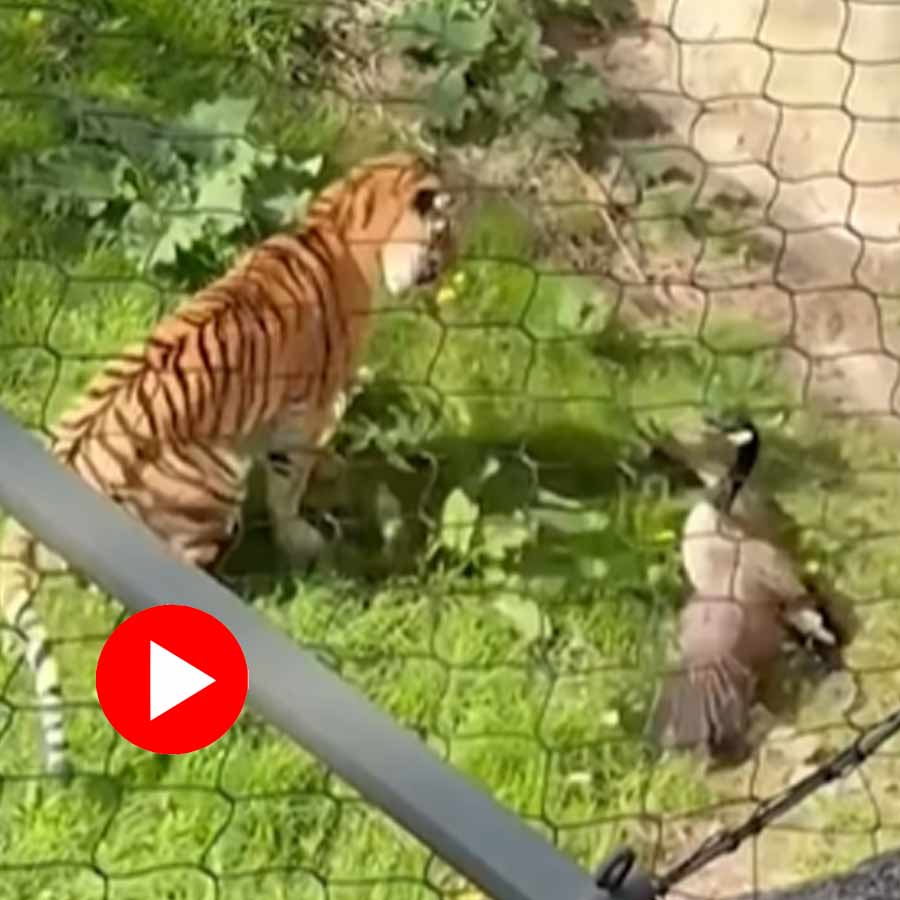 Video of goose chasing tiger in Ohio zoo goes viral dgtl