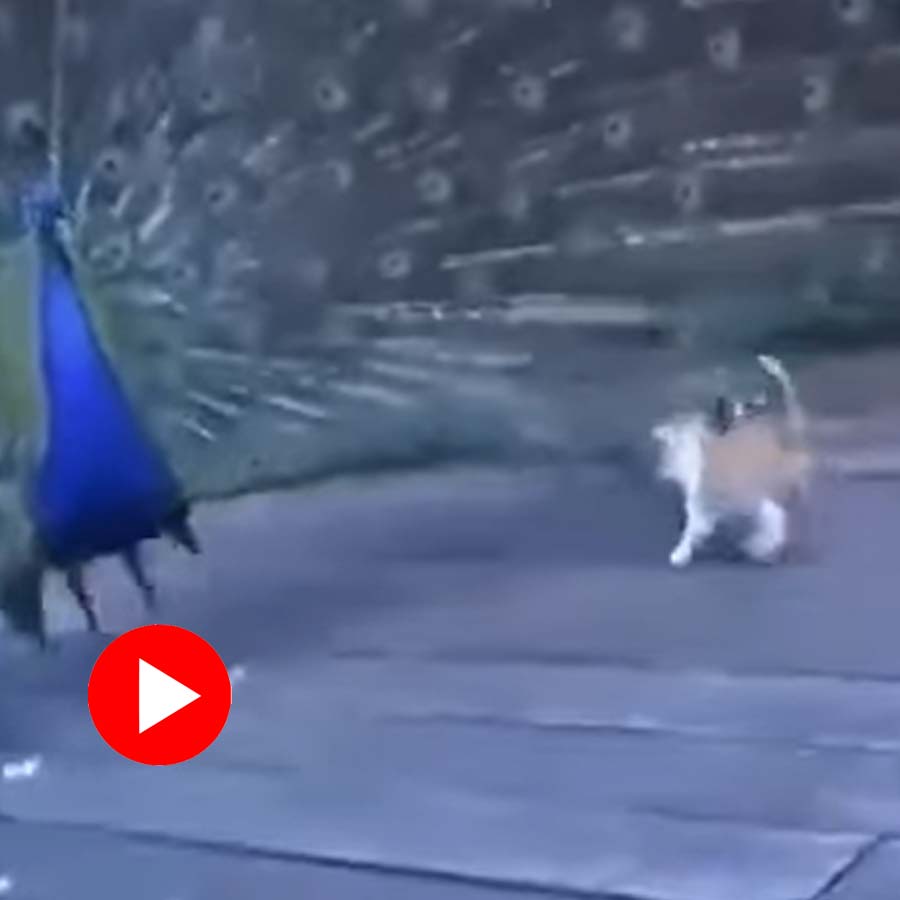Video of kitten playing with peacock’s feather goes viral dgtl