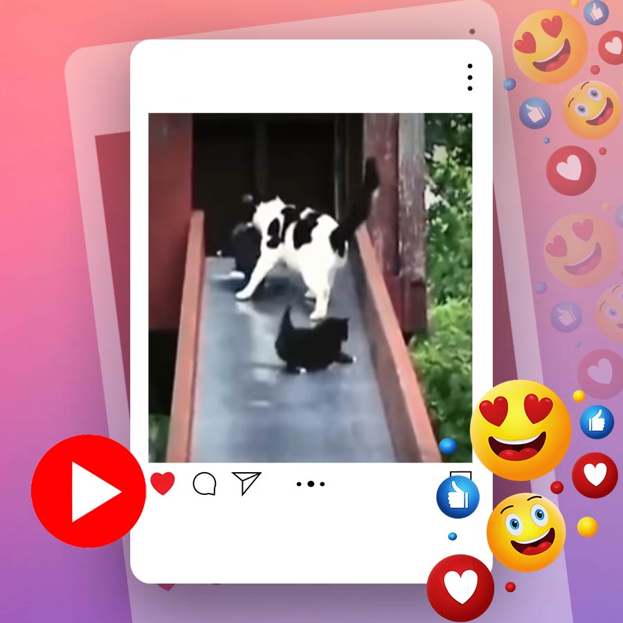 Video of cat carrying its kitten while another one slided down goes viral dgtl
