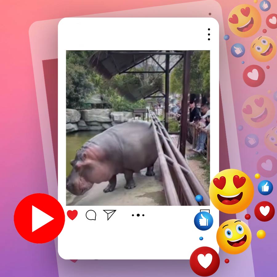 Video of hippopotamus farting in China zoo goes viral dgtl