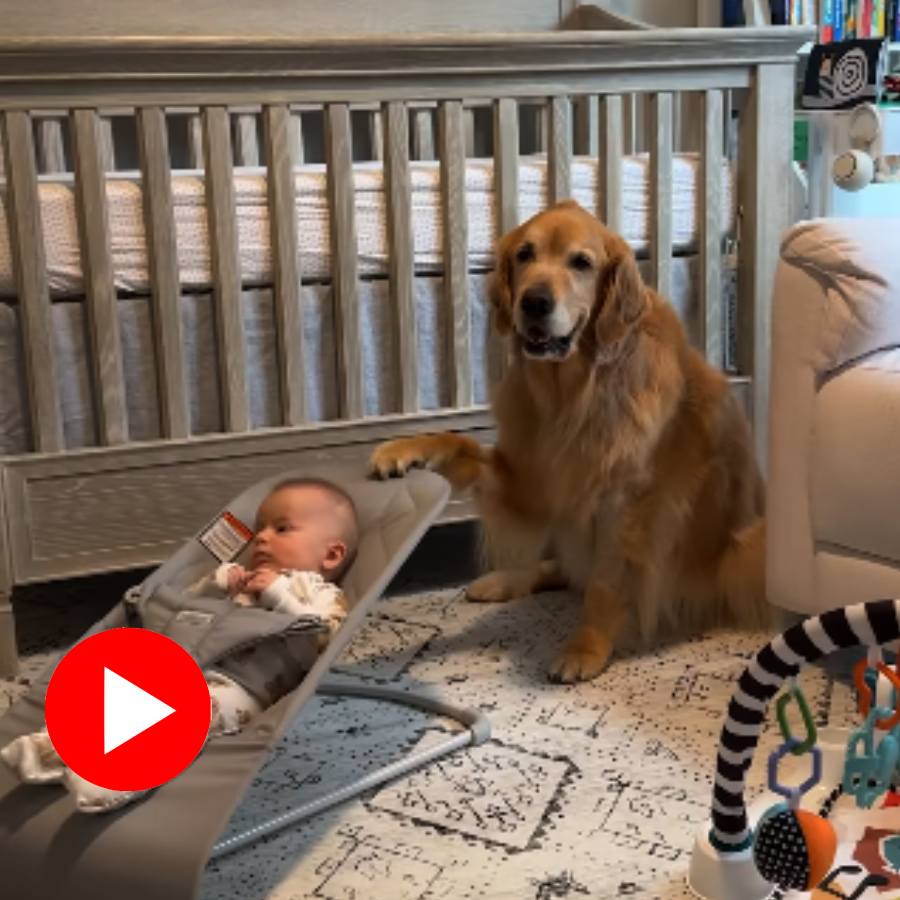Video of a golden retriever dog gently rocking a child on a baby bouncer goes viral dgtl