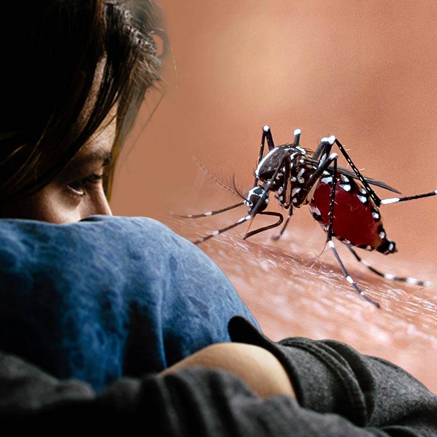 These essential preventive measures can help protect you from dengue
