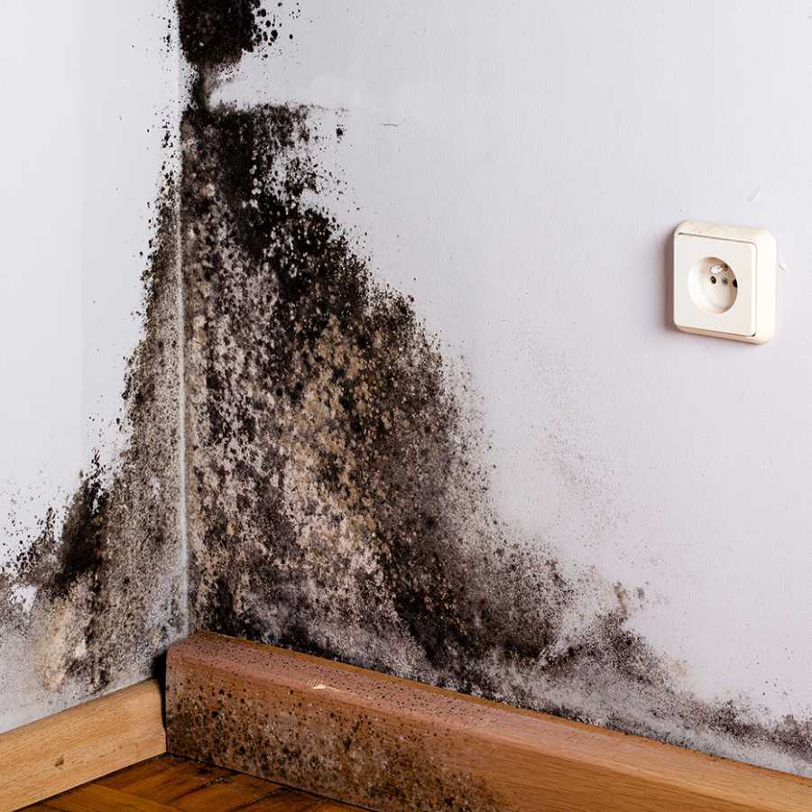 বেশির ভাগ বাড়িতে দেওয়ালের স্যাঁতসেঁতে জায়গায় জমা হয় ছত্রাক।