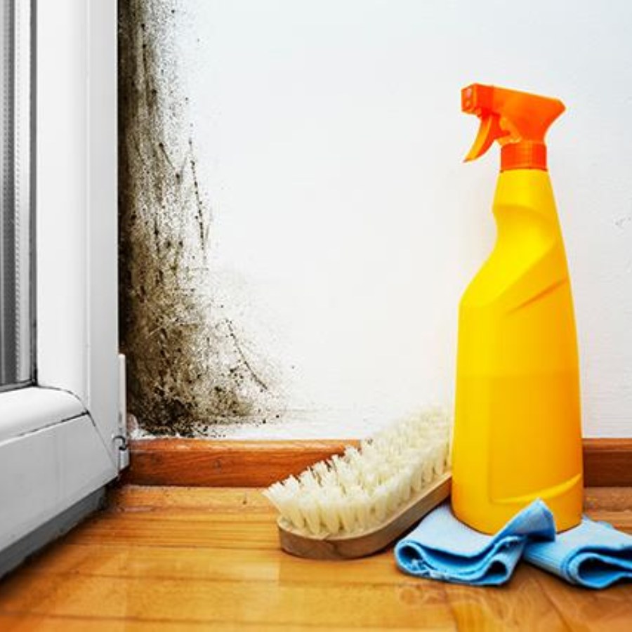 শ্যাওলা সাময়িক ভাবে দেওয়াল থেকে পরিষ্কার করা যেতে পারে।