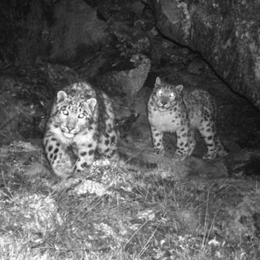Twenty one endangered snow leopards identified in Sikkim