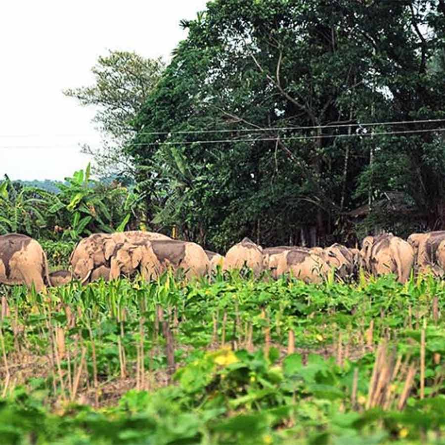 A herd of elephants entered human settlements at Jalpaiguri