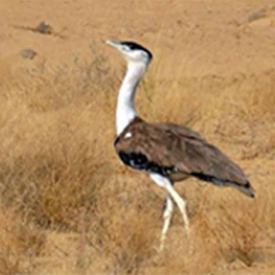 Nine Great Indian Bustard chicks had to be evacuated 200 km from Jaisalmer recently amid heavy firing on the Indo-Pak border