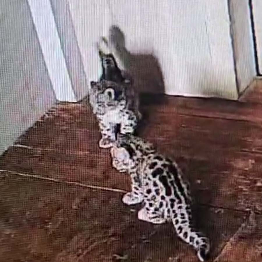 Two snow leopards born at Darjeeling Zoo